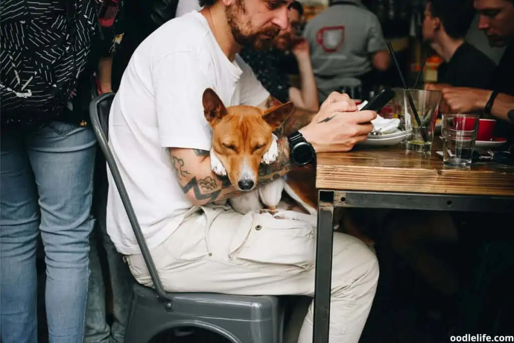 A Basenji sits on a mans lap and sleeps.