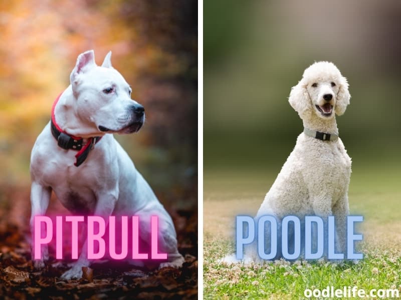 Pitbull and a Poodle