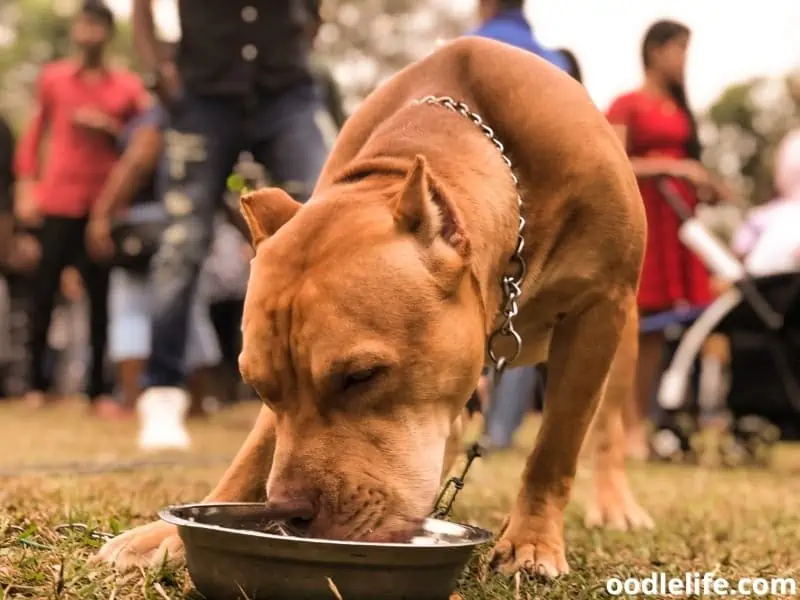 Pitbull drinks a water