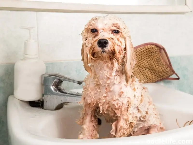 Poodle taking a bath