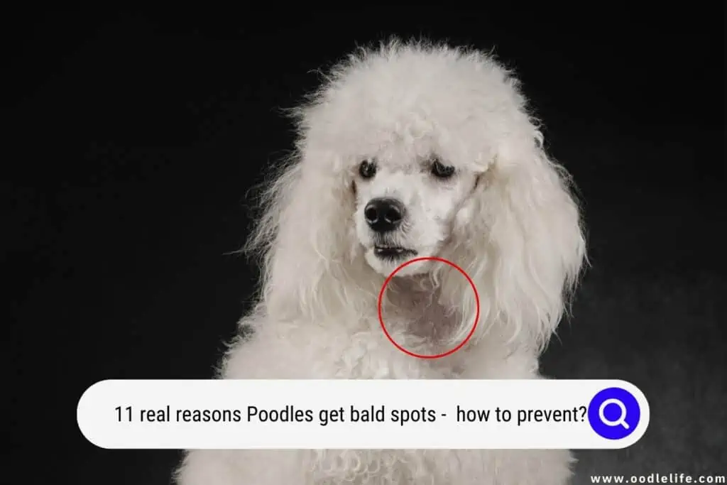 Poodles get bald spots