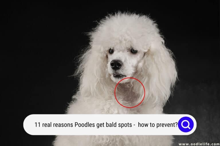 11 REAL Reasons Poodles Get Bald Spots (How to Prevent a Bald Poodle)