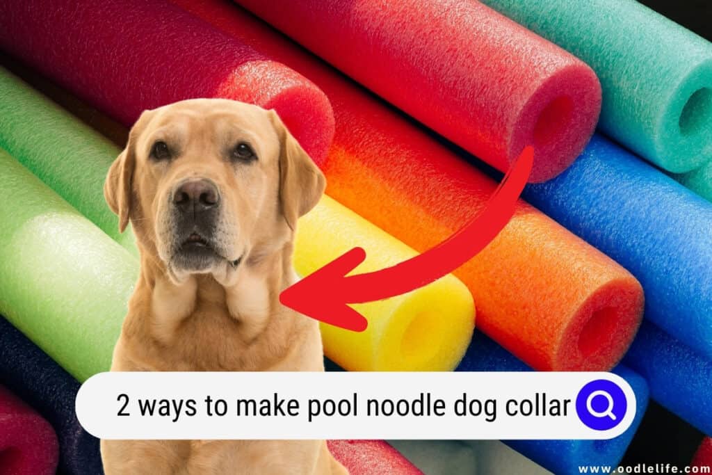 pool noodle dog collar