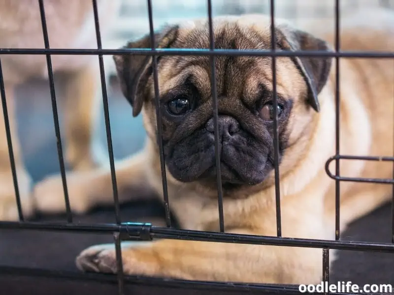 Pug in a crate