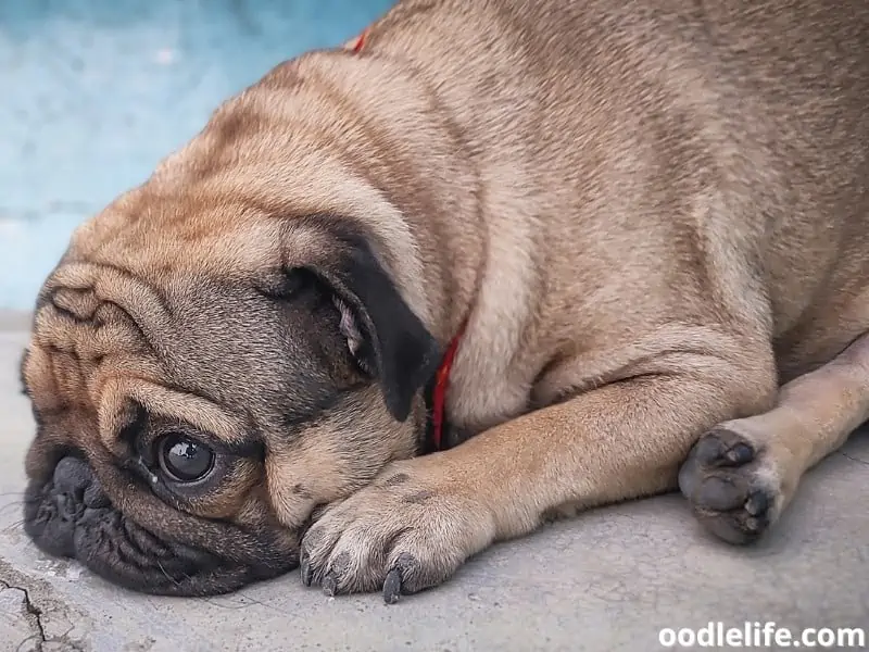 Pug on the floor