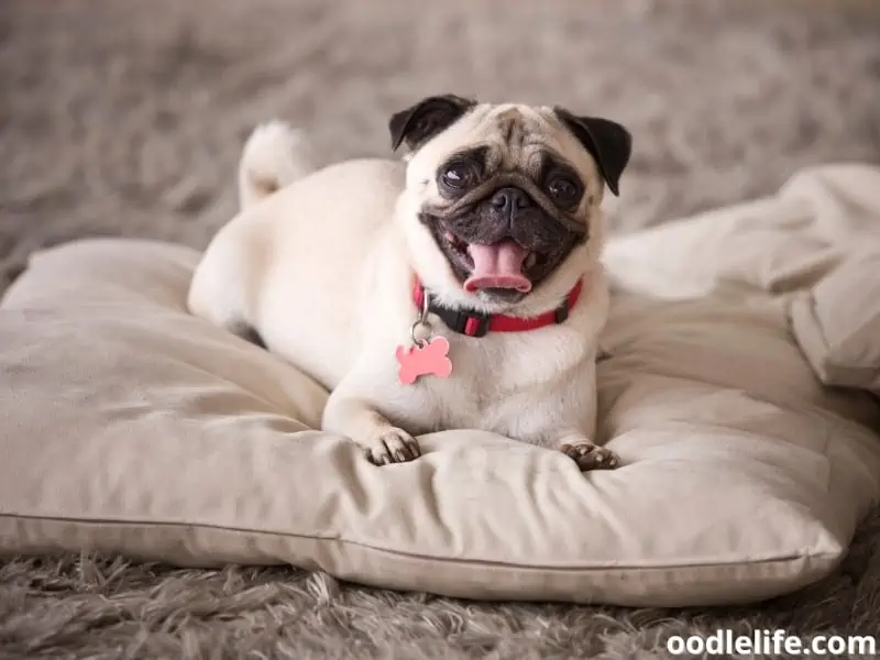 Pug sits on pillow