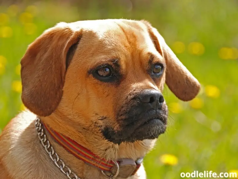 Puggle close up shot