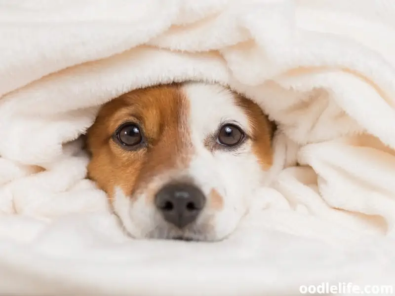 puppy inside soft blanket