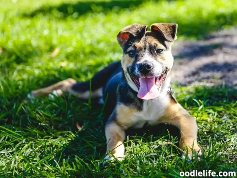 puppy with floppy ears