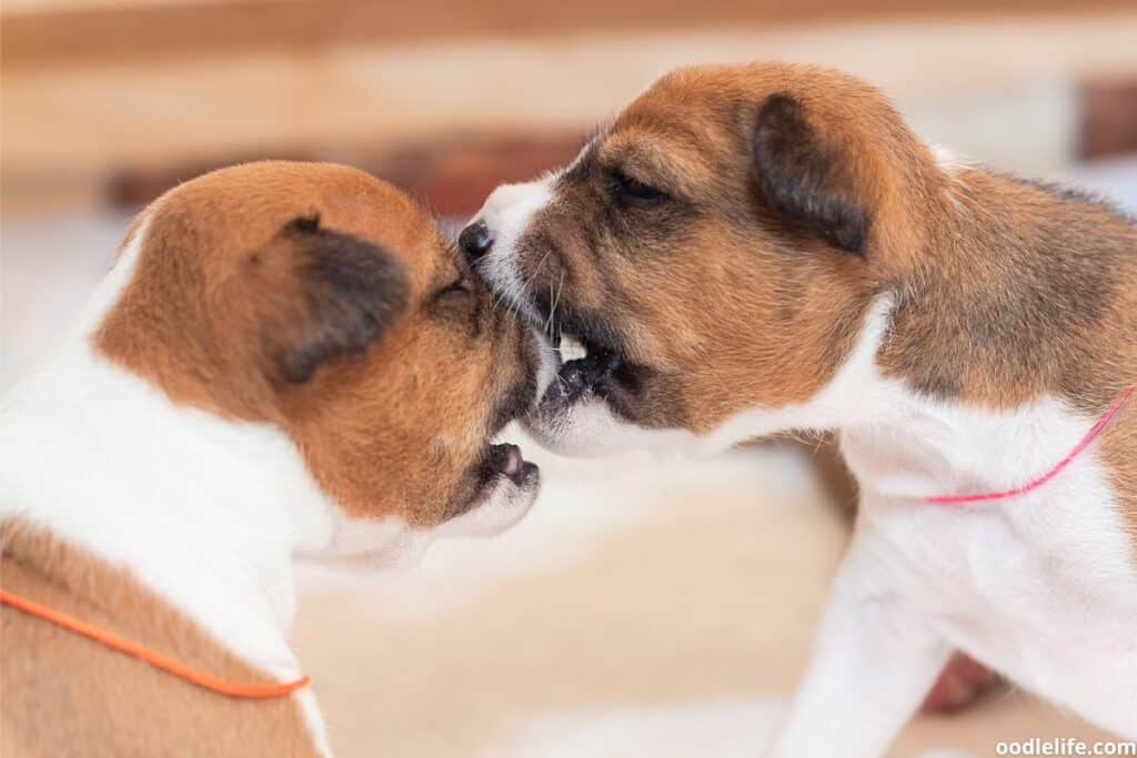 red and white basenji puppies