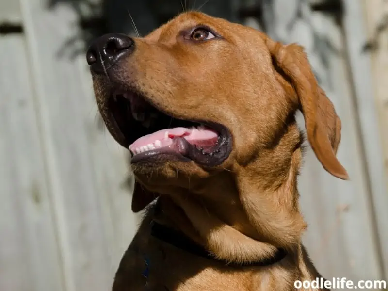 Red Fox Labrador Retriever