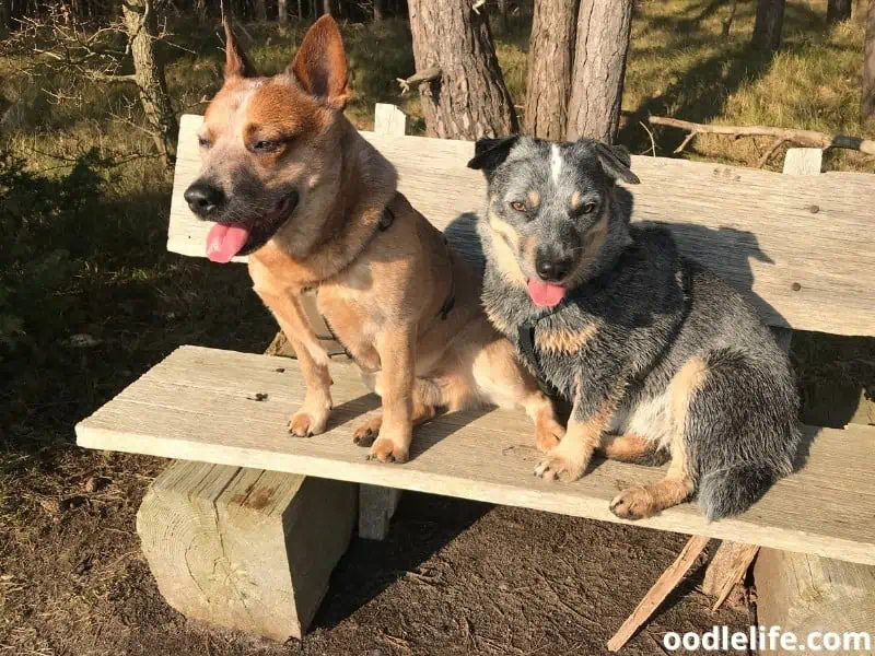 Red Heeler and Blue Heeler sit