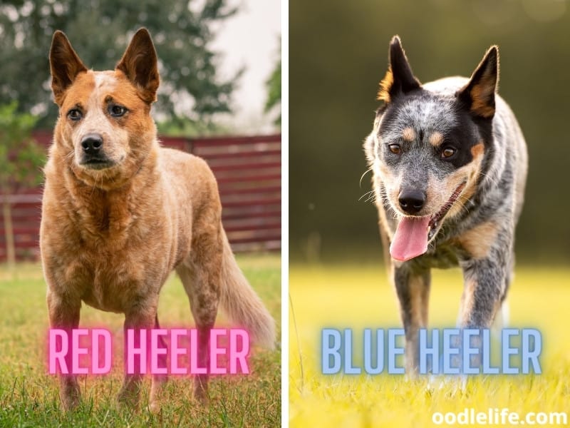 Red Heeler Vs Blue Heeler (Compared With PHOTOS) - Oodle Life
