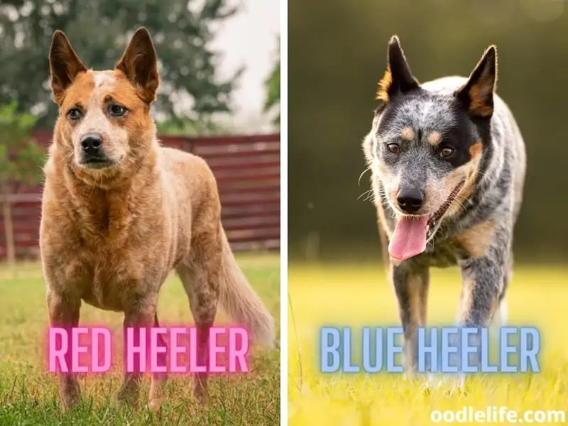 Red Heeler and Blue Heeler