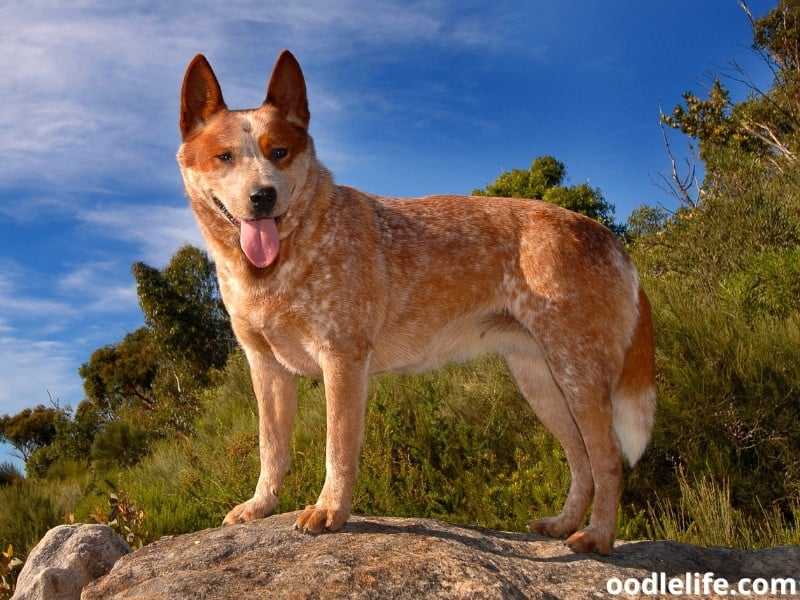 Red Heeler Vs Blue Heeler With PHOTOS) Oodle Life