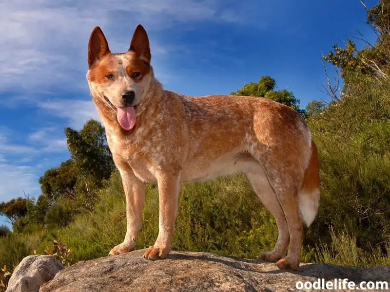 Red Heeler standing on the rock