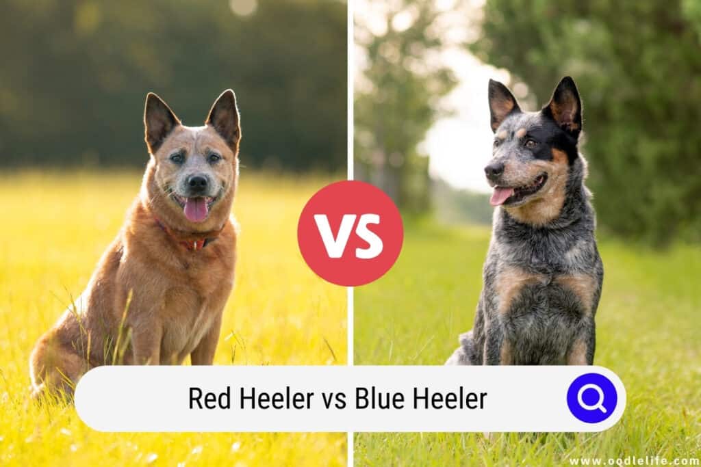 Red Heeler vs Blue Heeler
