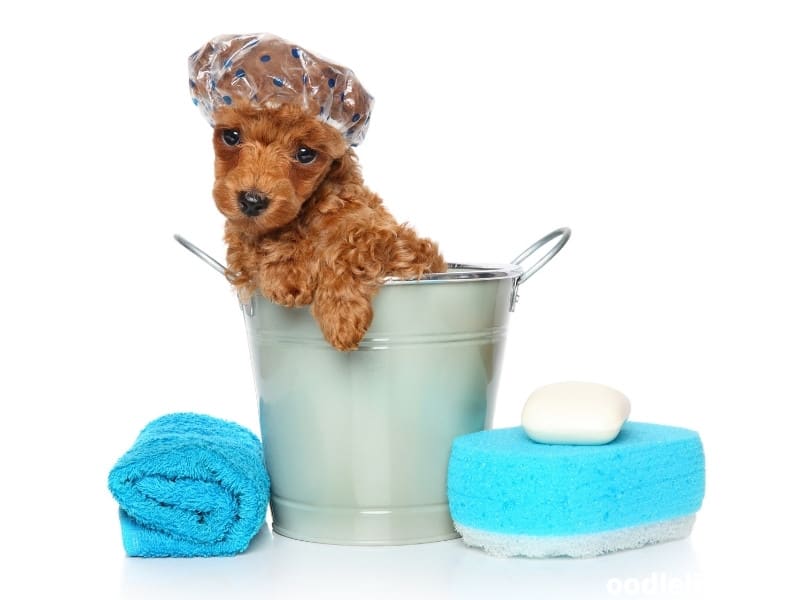 Red Toy Poodle bath