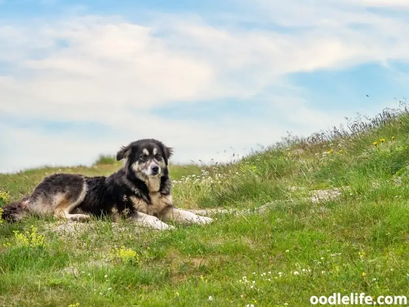 Romanian Carpathian Shepherd sits