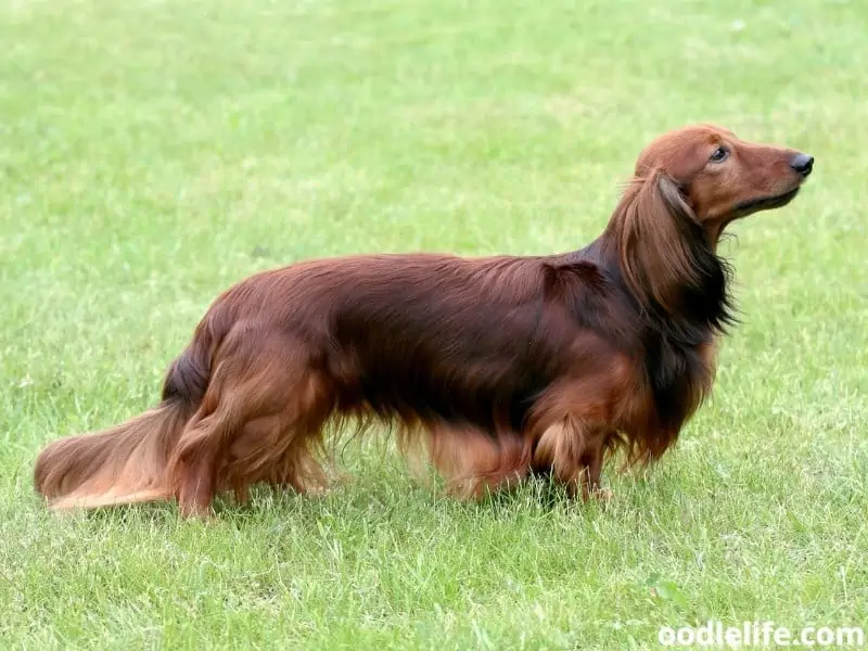 sable Dachshund side view