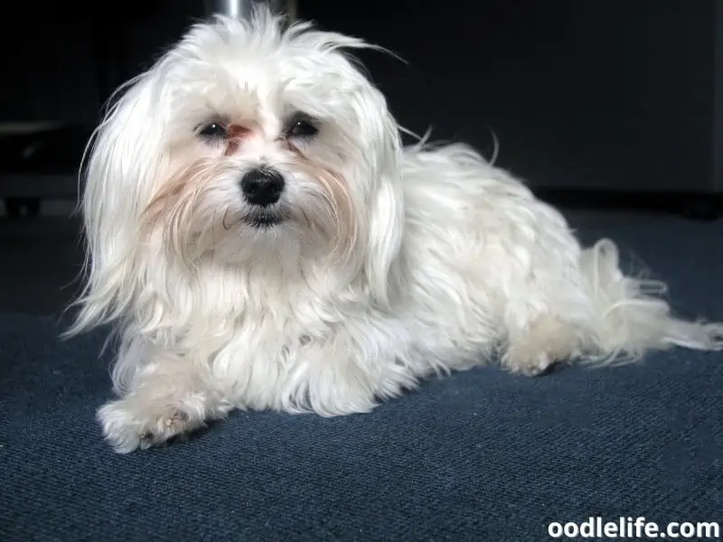 sad face Maltese sitting