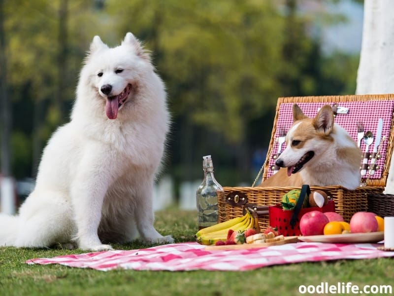 Samoyed and Corgi on a picnic