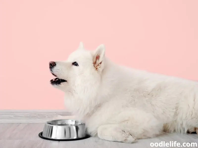 Samoyed and empty bowl