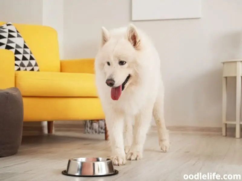 Samoyed walks towards bowl