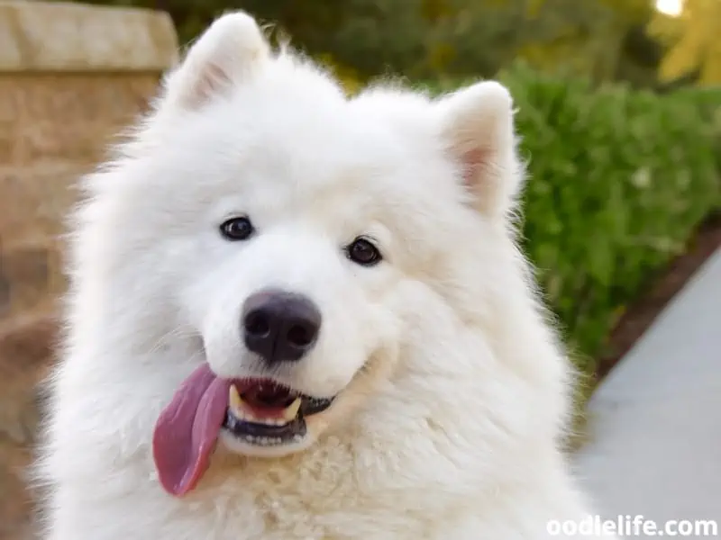 Samoyed with tongue out
