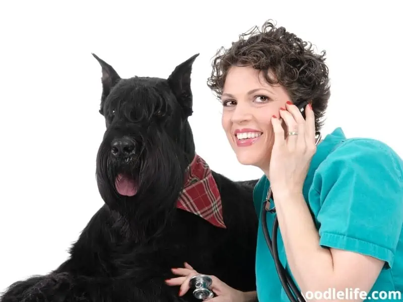 Schnauzer and her vet