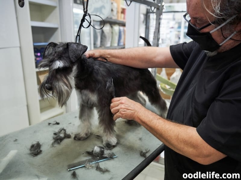 Schnauzer having haircut with groomer