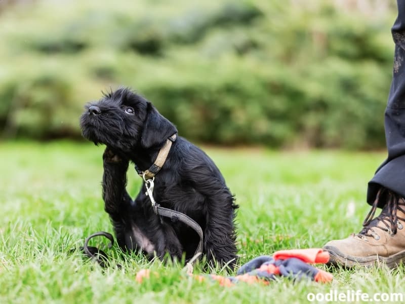 Schnauzer scratches his ear