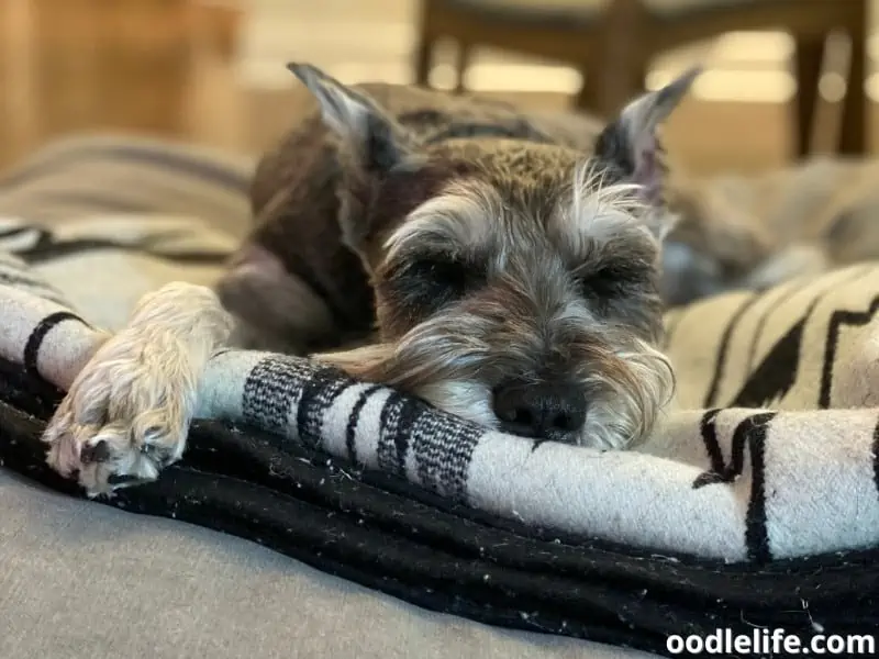 Schnauzer sleeps with blanket