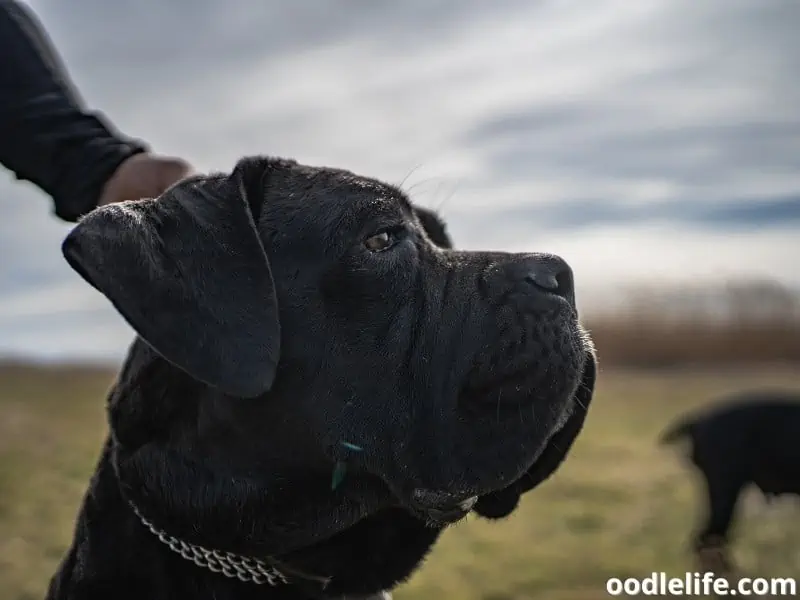 scratching Cane Corso's ears