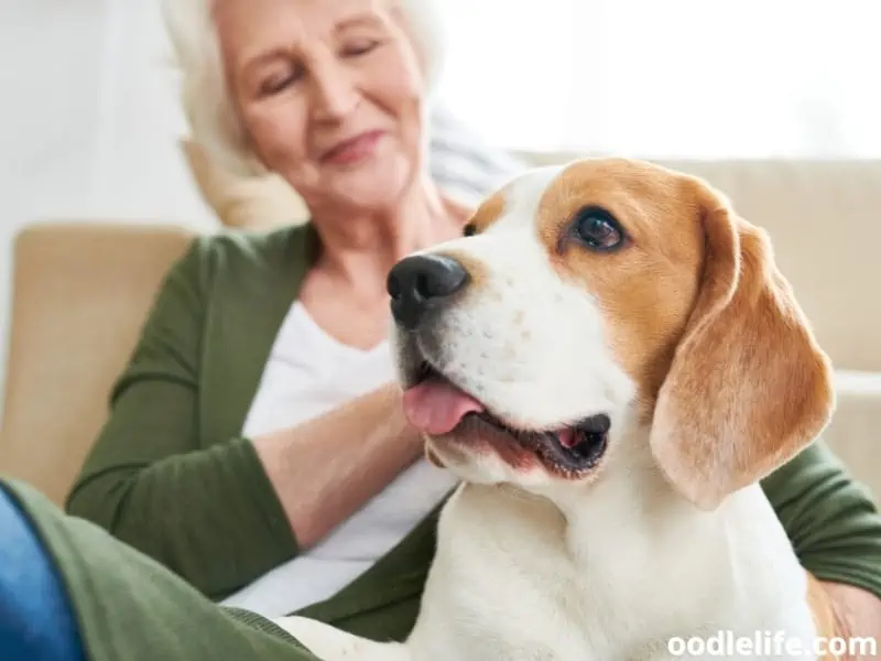 why do dogs not like blowing in their ears