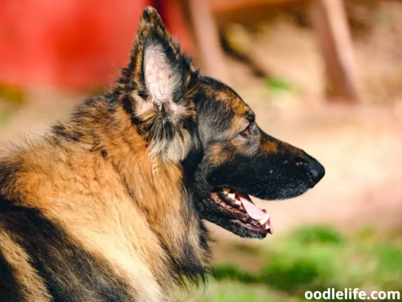 Shiloh Shepherd side view