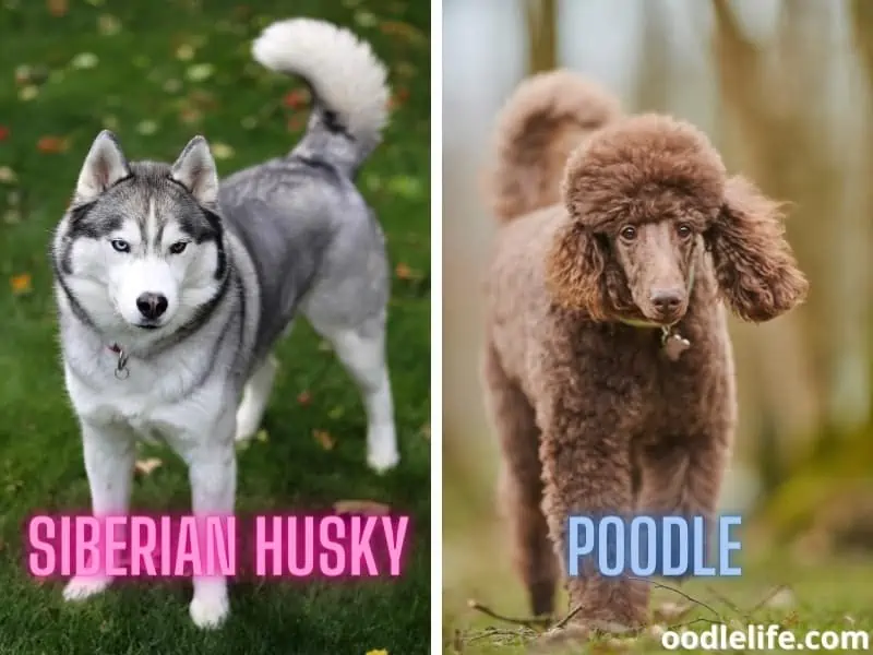 Siberian Husky and Poodle