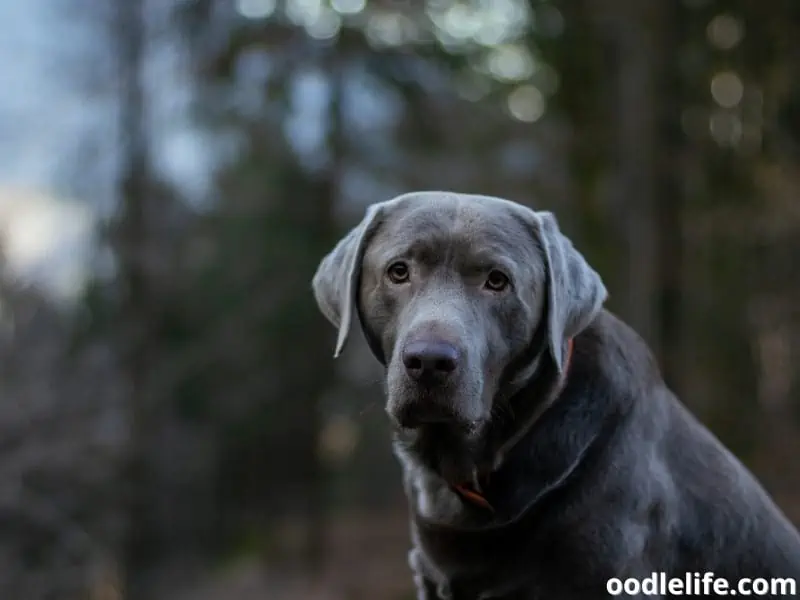 Silver Labrador Retriever in the forest