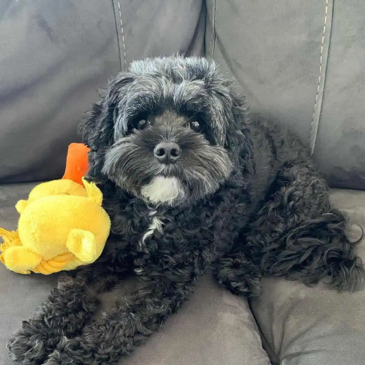 sitting Cavapoo with toy