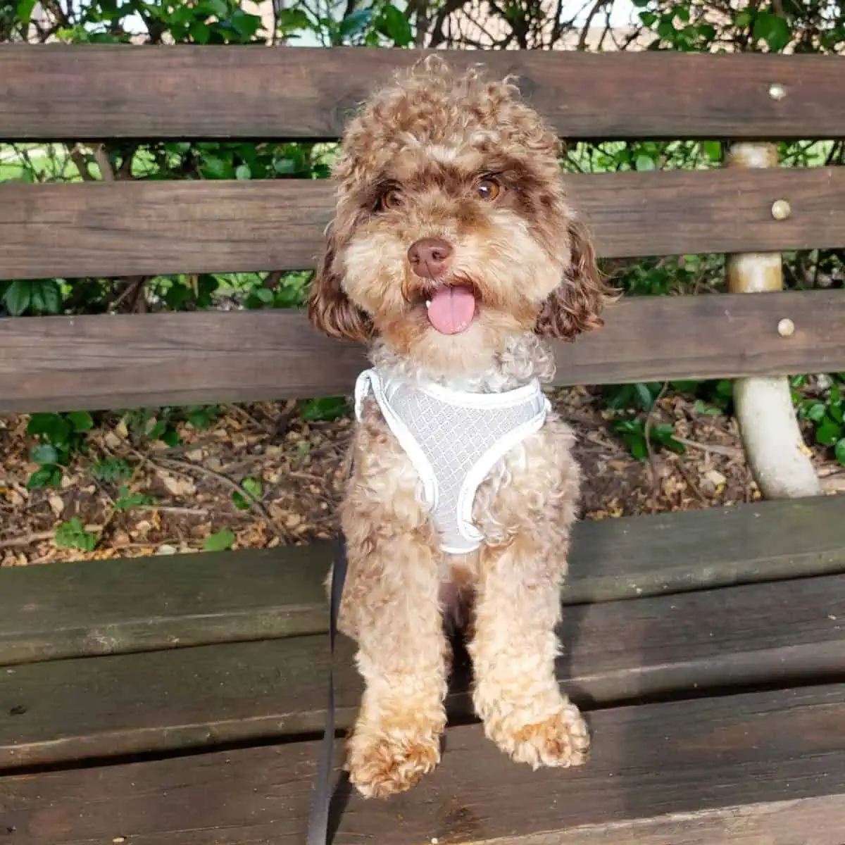 sitting Cockapoo on a bench