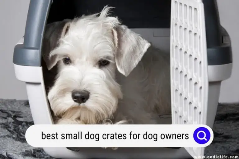 Best Small Dog Crates for Dog Owners (2024) 