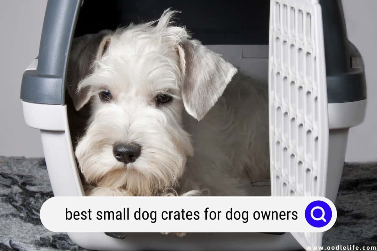Best Small Dog Crates For Dog Owners (2024) Oodle Life