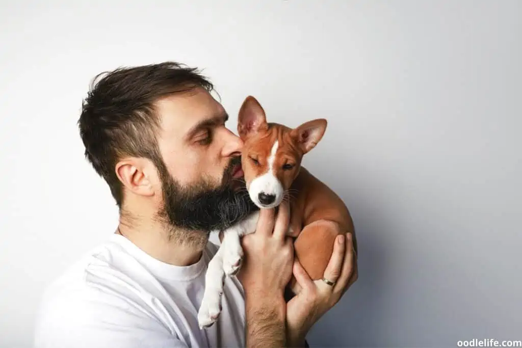 an owner kisses a tiny Basenji puppy