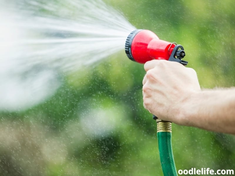 5 Best Tick Sprays For Yard (2022) (Safe For Pets And Dogs) Oodle Life