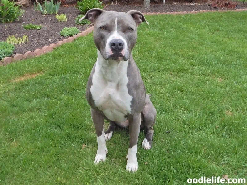 Staffordshire Terrier sits on the grass