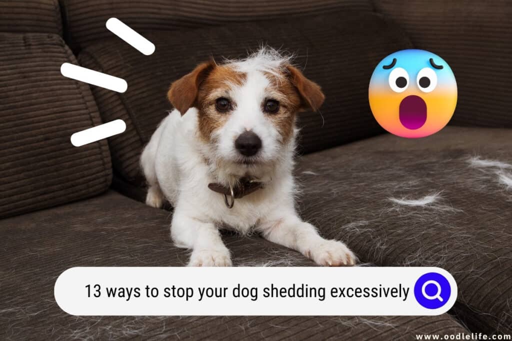 stop your dog shedding excessively