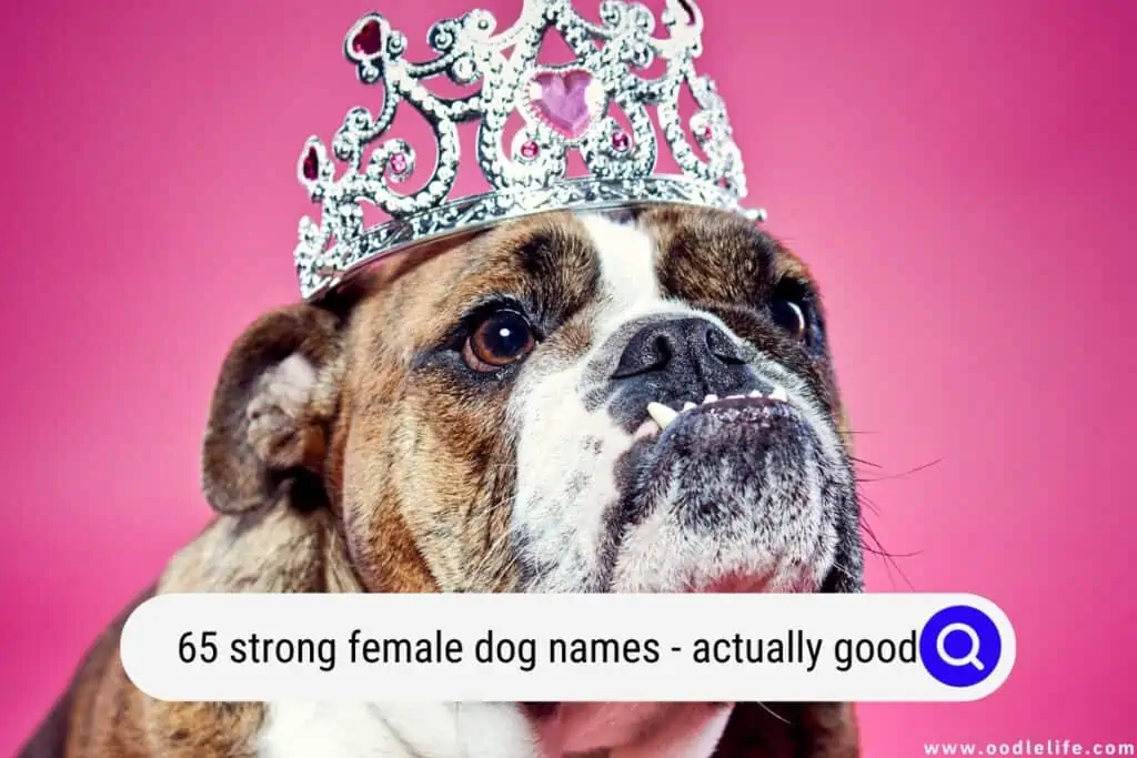 strong female dog names