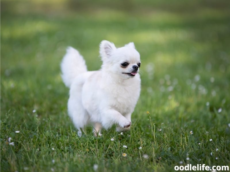 Teacup Chihuahua on grass