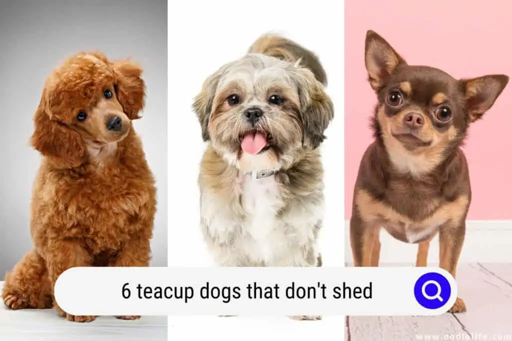 teacup dogs that don't shed