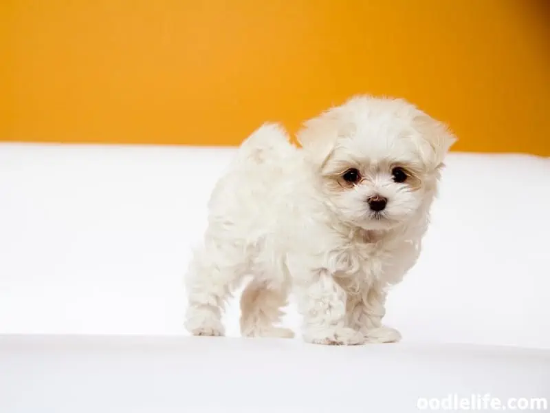 Teacup Maltese standing pose